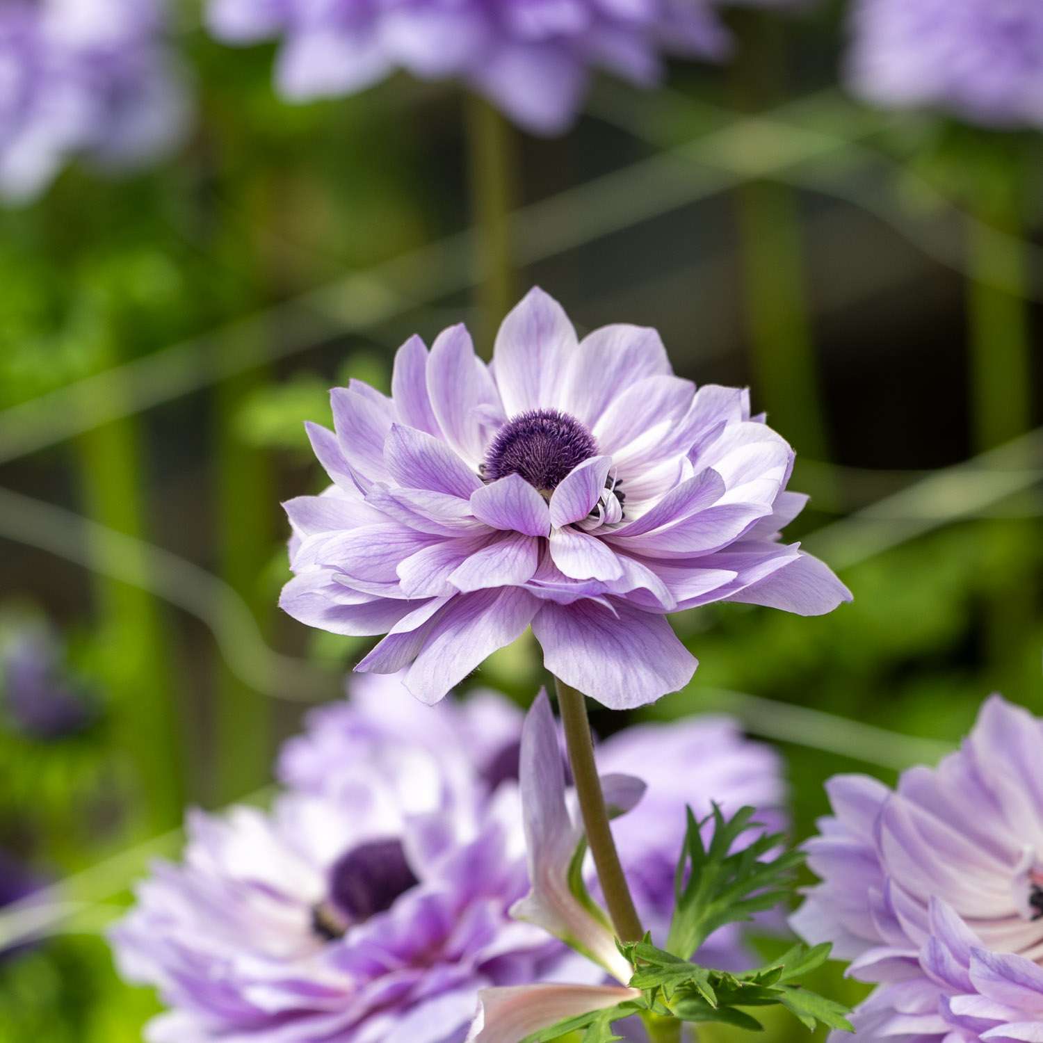 Anemone 'Levante® Azzuro' - Anemone
